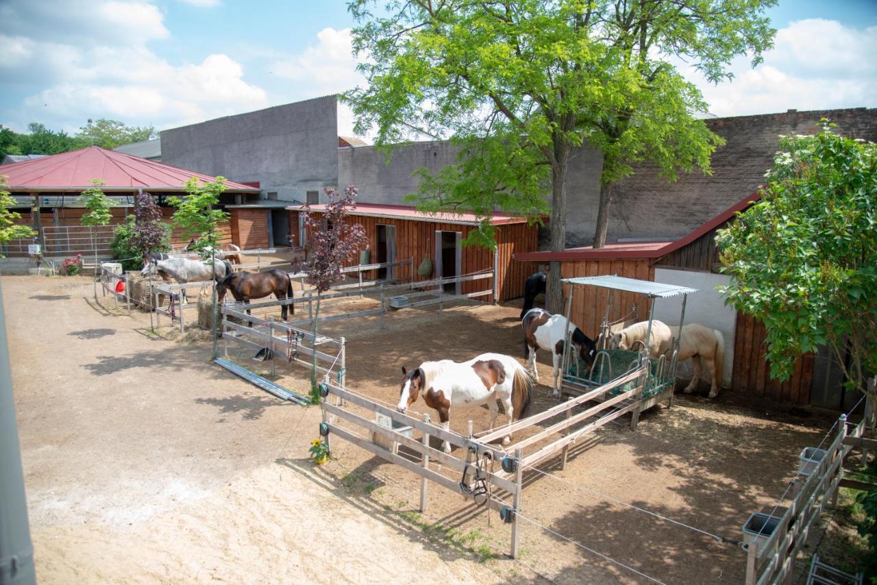 Ranchzimmer Am Hippo-Campus Reit- Und Therapiezentrum Deutsch Haslau Eksteriør billede